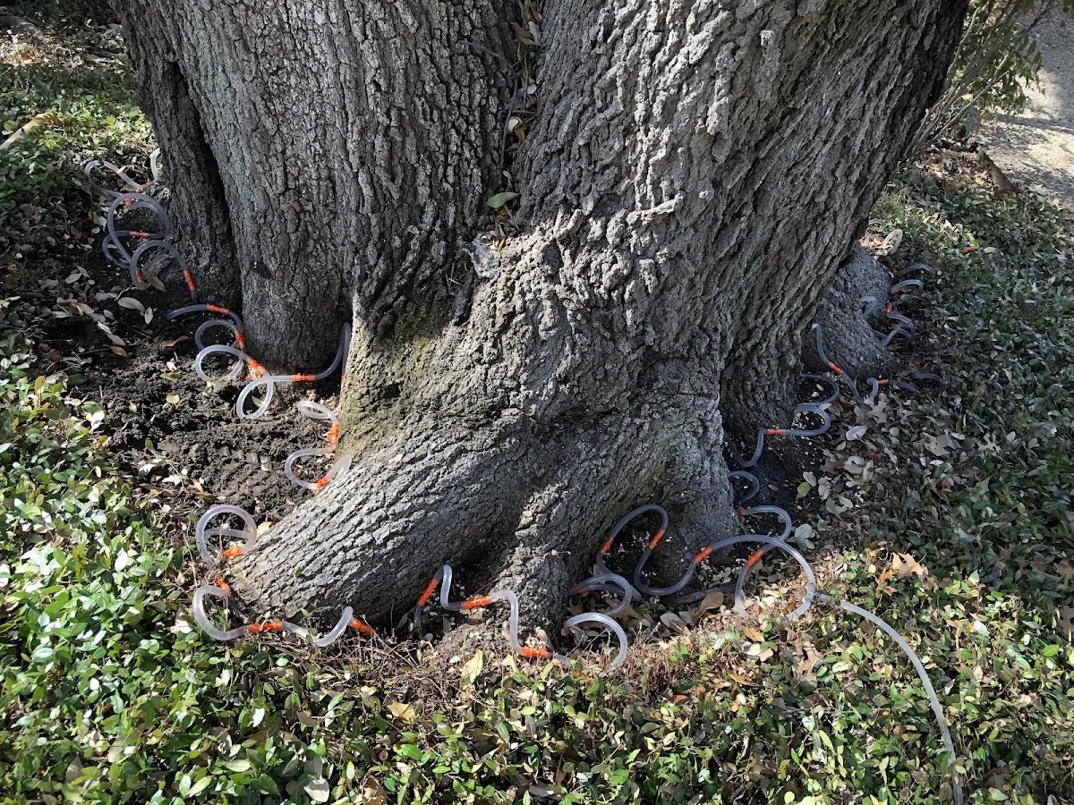 Detailed Tree Cabling and Bracing job site in Staatsburg