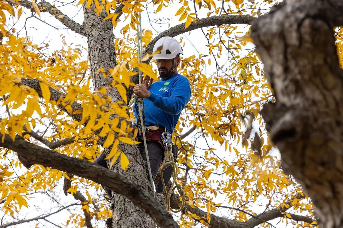 Skilled Tree Planing crew working in Staatsburg