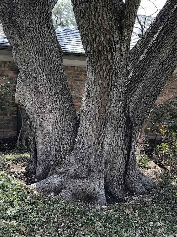 Mature heritage tree close to a Staatsburg property cared for by certified arborists